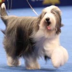 image of bearded_collie #30