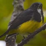 image of bird