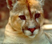 image of jaguar_car