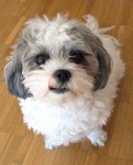 image of shih_tzu