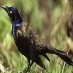 image of bird