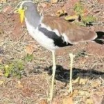 image of bird