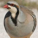 image of bird