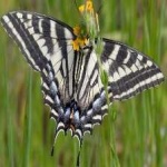 image of animal
