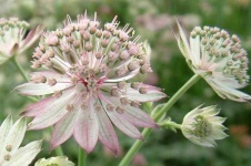 image of flower