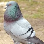 image of bird