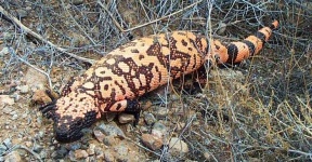 image of gila_monster