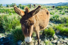 image of animal