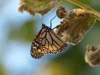 image of monarch