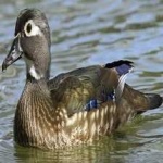 image of wood_duck #23