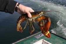 image of american_lobster #4