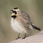 image of bird