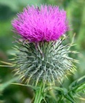 image of flower