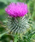 image of spear_thistle #14