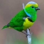 image of bird