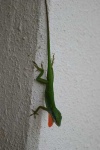 image of green_lizard