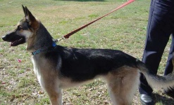 image of german_shepherd