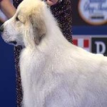image of animal