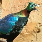 image of bird
