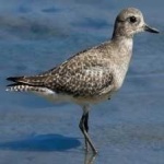 image of bird