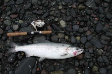 image of coho
