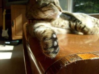 image of egyptian_cat