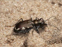 image of tiger_beetle #4