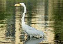 image of american_egret
