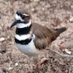 image of bird