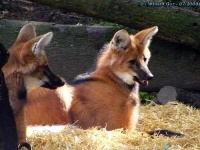 image of red_wolf