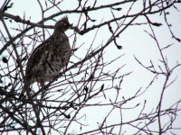 image of ruffed_grouse