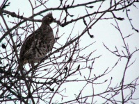 image of grouse #8