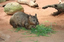 image of wombat