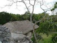 image of thatch