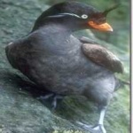 image of bird