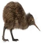 image of bird_kiwi #40