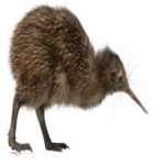 image of bird