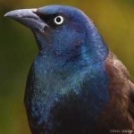 image of bird