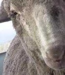 image of animal