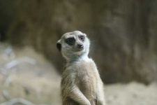 image of meerkat