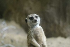 image of meerkat #29