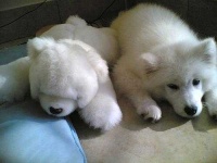 image of samoyed