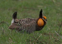 image of prairie_chicken