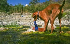 image of vizsla