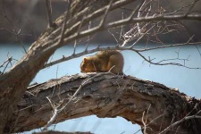 image of fox_squirrel