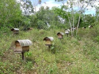 image of apiary