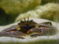 image of chiton