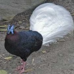 image of bird