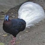 image of bulwers_pheasant #5