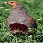 image of bird